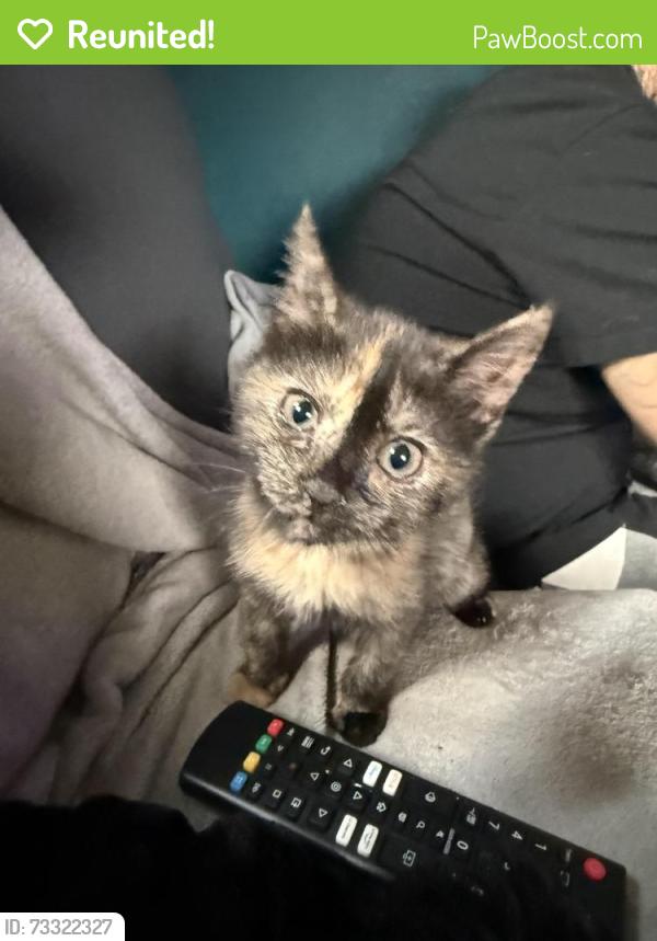 Reunited Female Cat last seen West main st meriden, Meriden, CT 06451