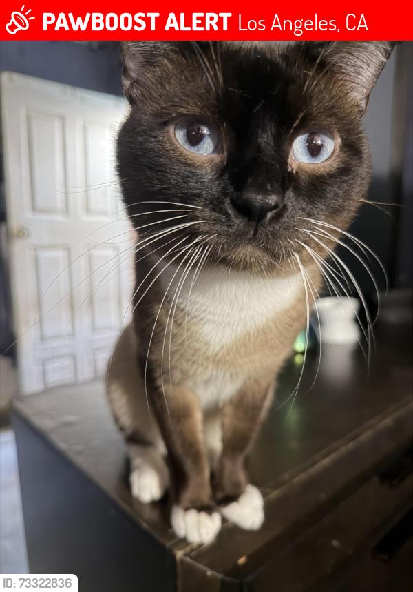 Lost Male Cat last seen arroyo seco and arroyo glen st, Los Angeles, CA 90042