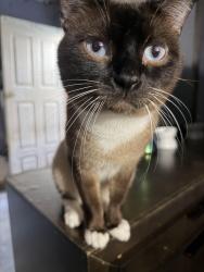 Lost Male Cat last seen arroyo seco and arroyo glen st, Los Angeles, CA 90042