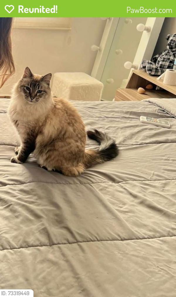 Reunited Female Cat last seen Lake Horizon and Live Oak Pass, San Antonio, TX 78244