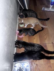 Reunited Female Cat last seen Near e garland ave, Fresno, CA 93726