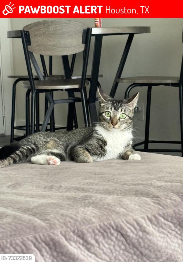 Lost Female Cat last seen Hacienda bonita apmts, Houston, TX 77014