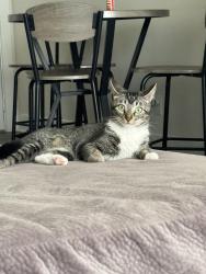 Lost Female Cat last seen Hacienda bonita apmts, Houston, TX 77014