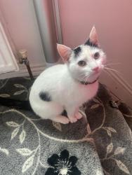 Reunited Female Cat last seen Moston vale field, Harpurhey, England 