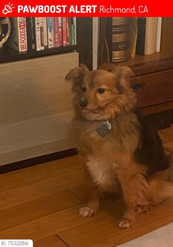 Lost Male Dog last seen 19th St & Bartlet, Richmond, CA 94801