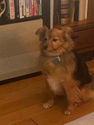 Lost Male Dog last seen 19th St & Bartlet, Richmond, CA 94801