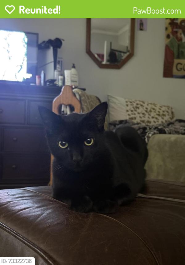 Reunited Male Cat last seen Alcatraz Ave and Ellis St, Berkeley, CA 94703