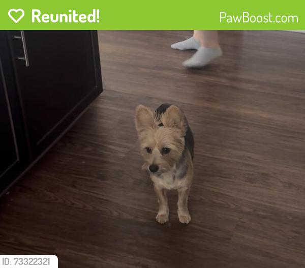 Reunited Male Dog last seen Grand Cadece and Water st, Henderson, NV 89015