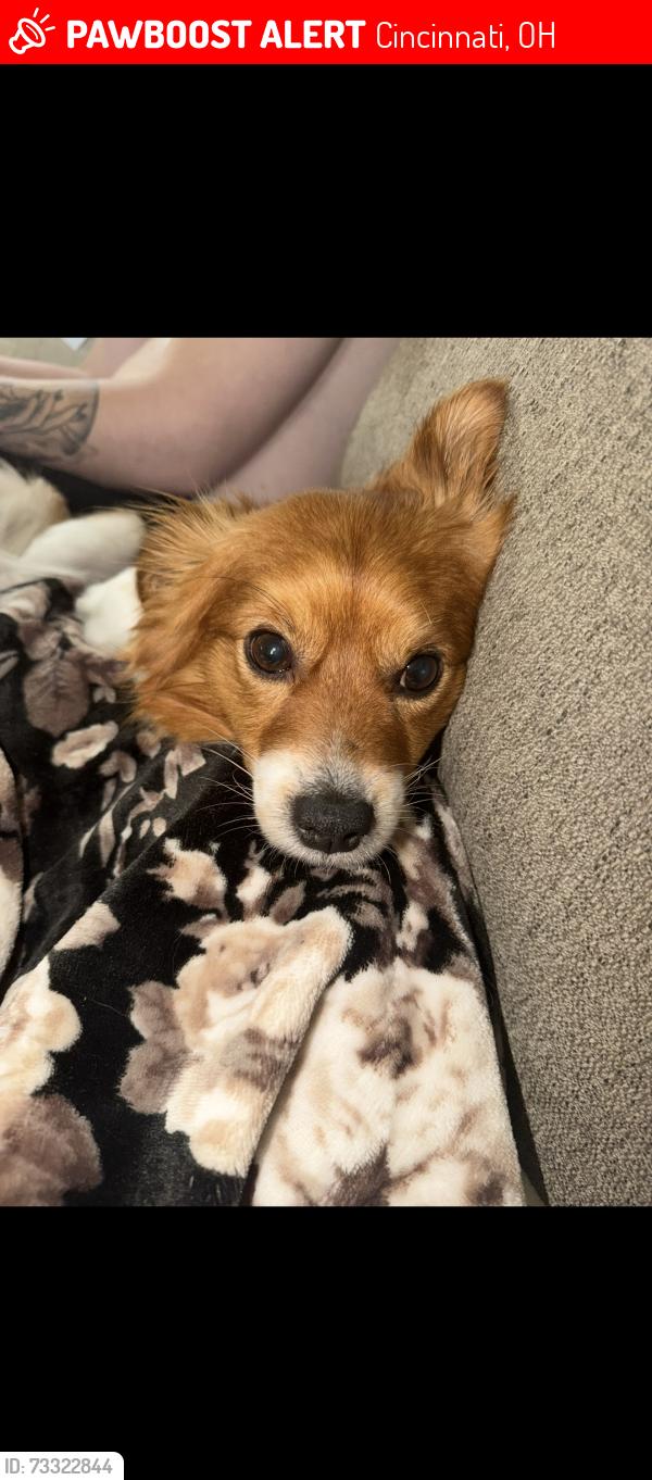 Lost Male Dog last seen Queen city, Cincinnati, OH 45211