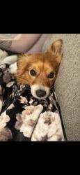 Lost Male Dog last seen Queen city, Cincinnati, OH 45211