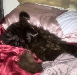 Reunited Female Cat last seen Porto Bellagio & Beach Place, Sunny Isles Beach, FL 33160