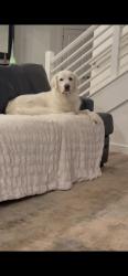 Lost Female Dog last seen 33rd Street in Edmond between Kelly and SantaFe, Edmond, OK 73013