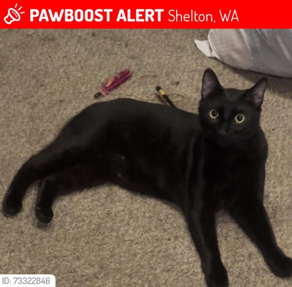 Lost Male Cat last seen Lansky Dr./ E island shore rd. / Eli Ln./burgundy to Maples, Shelton, WA 98584