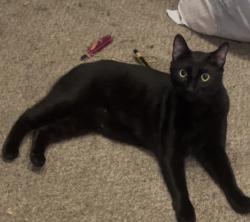 Lost Male Cat last seen Lansky Dr./ E island shore rd. / Eli Ln./burgundy to Maples, Shelton, WA 98584