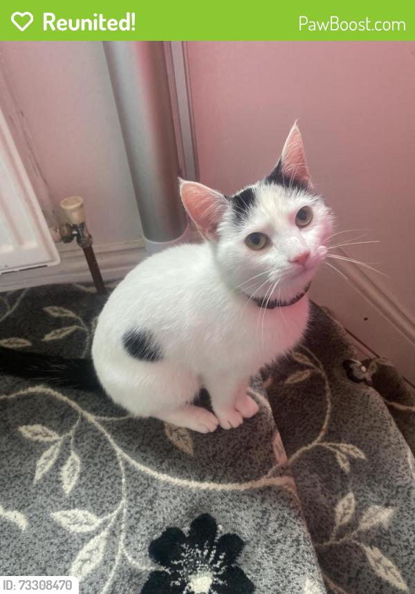 Reunited Female Cat last seen Moston vale field, Harpurhey, England 