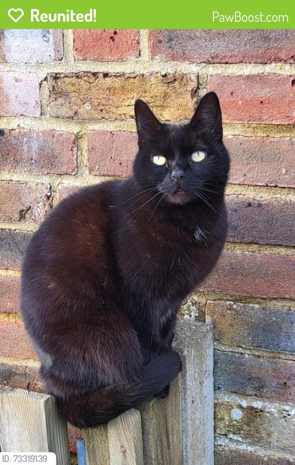 Reunited Male Cat last seen Centercourt Road, Worthing, England 