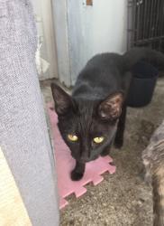 Reunited Female Cat last seen Vulcan road/Brathey cresent, Westmorland and Furness, England LA14 2BH