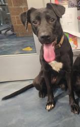 Shelter Stray Female Dog last seen Telegraph Road, PONTIAC, MI, 48341, 1200 N Telegraph Building 42E, Pontiac, MI 48340, USA