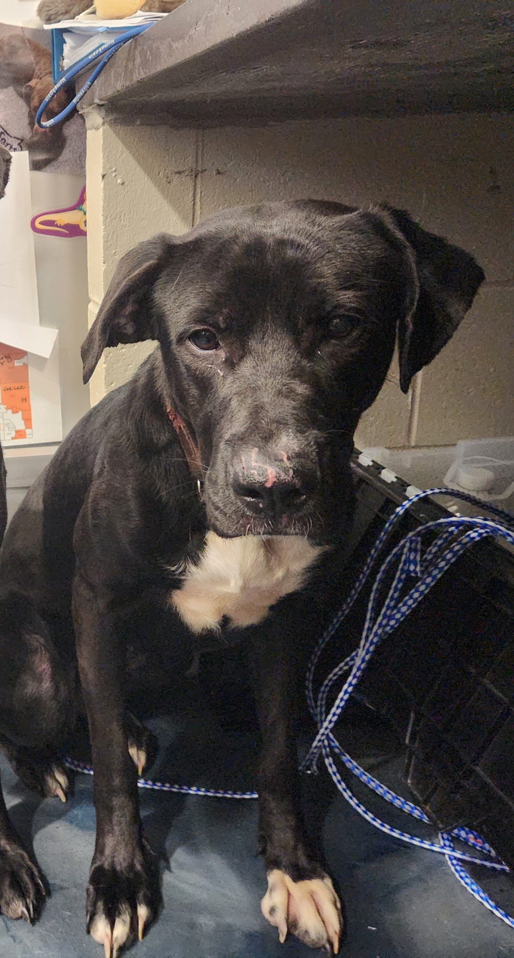 Shelter Stray Female Dog last seen Telegraph Road, PONTIAC, MI, 48341, 1200 N Telegraph Building 42E, Pontiac, MI 48340, USA