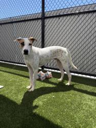 Shelter Stray Male Dog last seen Near University Avenue, San Diego, CA, 92104, 5500 Gaines St, San Diego, CA 92110, USA