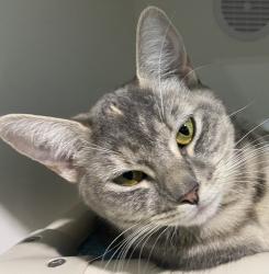 Shelter Stray Female Cat last seen East Village, San Diego, CA, 92101, 5500 Gaines St, San Diego, CA 92110, USA