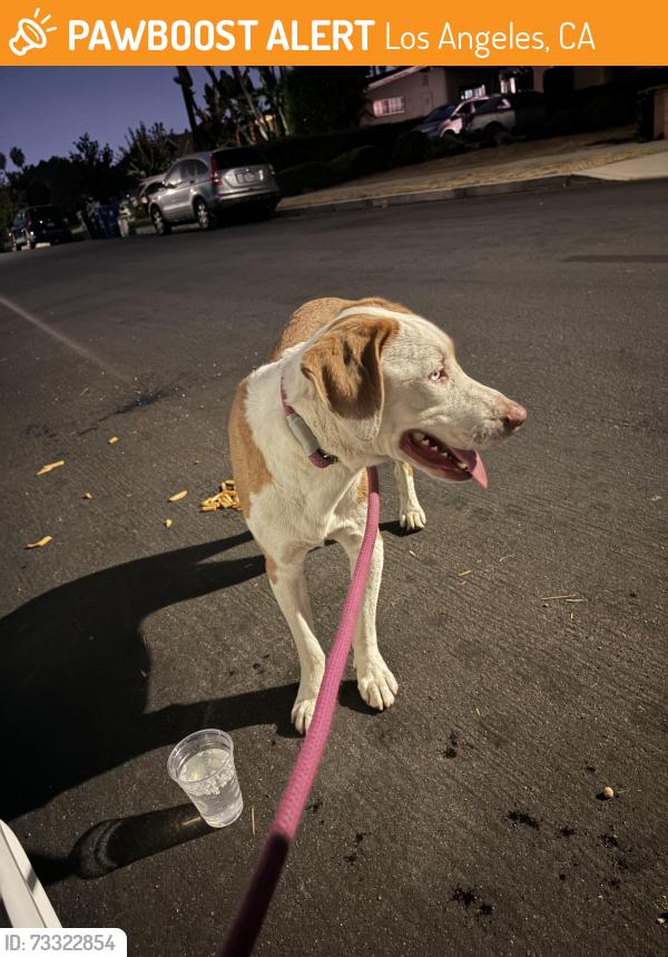 Found/Stray Male Dog last seen San Jose near arleta, Los Angeles, CA 91345