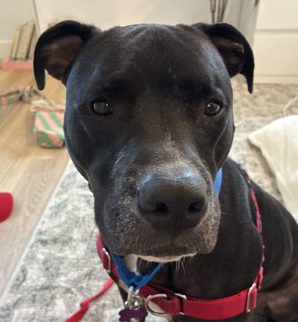 Shelter Stray Male Dog last seen Near Del Barton Street, San Diego, CA, 92120, 5500 Gaines St, San Diego, CA 92110, USA