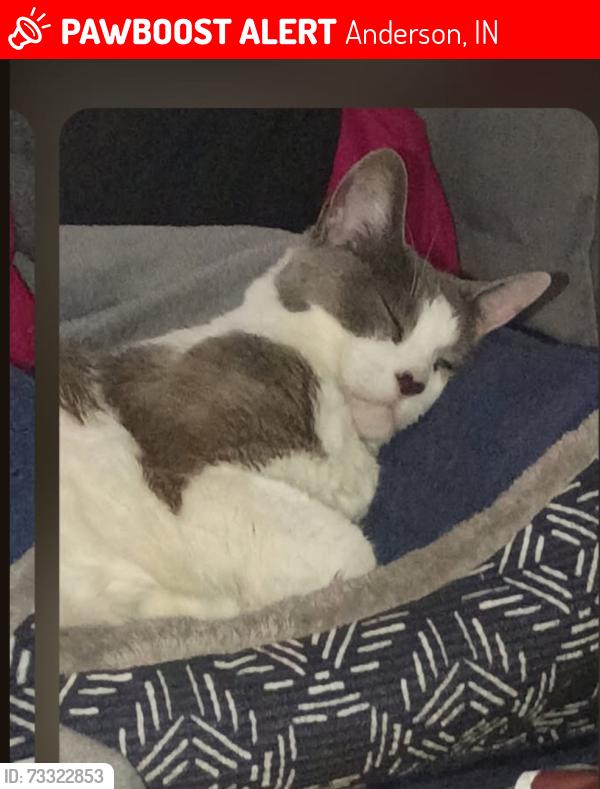 Lost Female Cat last seen Kerrwood, by the train tracks, Anderson, IN 46011