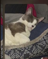 Lost Female Cat last seen Kerrwood, by the train tracks, Anderson, IN 46011