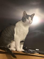 Lost Male Cat last seen Lost in mariners watch apmts, Norfolk, VA 23503