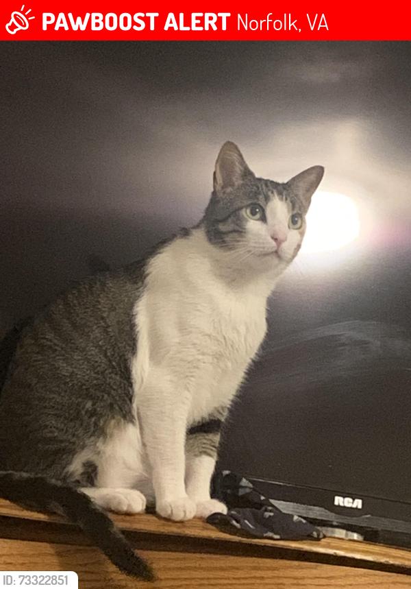 Lost Male Cat last seen Lost in mariners watch apmts, Norfolk, VA 23503