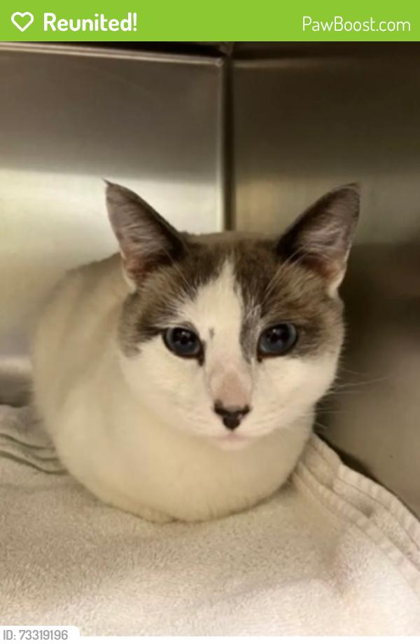 Reunited Male Cat last seen Olympia fire department #4 stoll rd and lilly rd olympia wa, Olympia, WA 98501