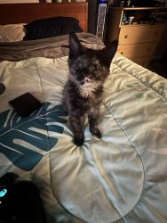 Reunited Female Cat last seen 2nd place and e Charleston ave, Phoenix, AZ 85022