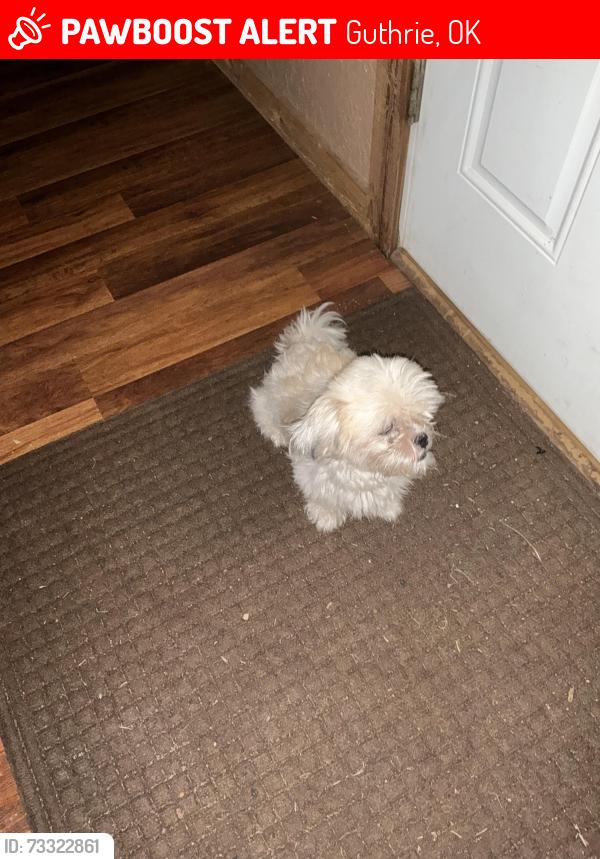 Lost Female Dog last seen Charter oak and Douglas Guthrie., Guthrie, OK 73034