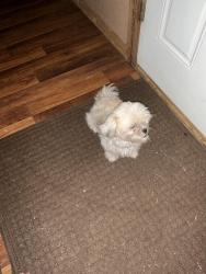 Lost Female Dog last seen Charter oak and Douglas Guthrie., Guthrie, OK 73034