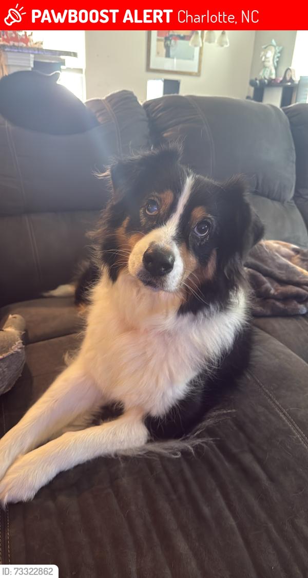 Lost Female Dog last seen Kingstree neighborhood, Charlotte, NC 28215