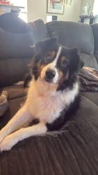 Lost Female Dog last seen Kingstree neighborhood, Charlotte, NC 28215