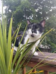 Reunited Male Cat last seen Maplewood heights, Renton, WA 98059