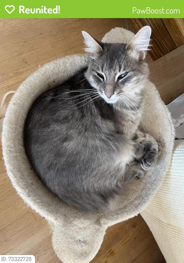 Reunited Male Cat last seen El Cerro Drive & White Sands Place, El Sobrante, CA, El Sobrante, CA 94803