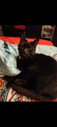 Reunited Male Cat last seen Ilford lane by Sainsbury's, Greater London, England IG1 2EH