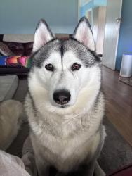 Lost Female Dog last seen darebin Creek Thomastown, Thomastown, VIC 3074