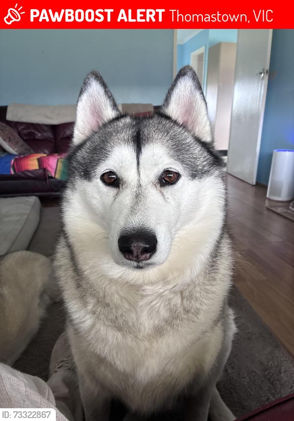 Lost Female Dog last seen darebin Creek Thomastown, Thomastown, VIC 3074