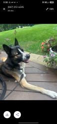 Found/Stray Male Dog last seen Near route 83, Long Grove, IL 60089