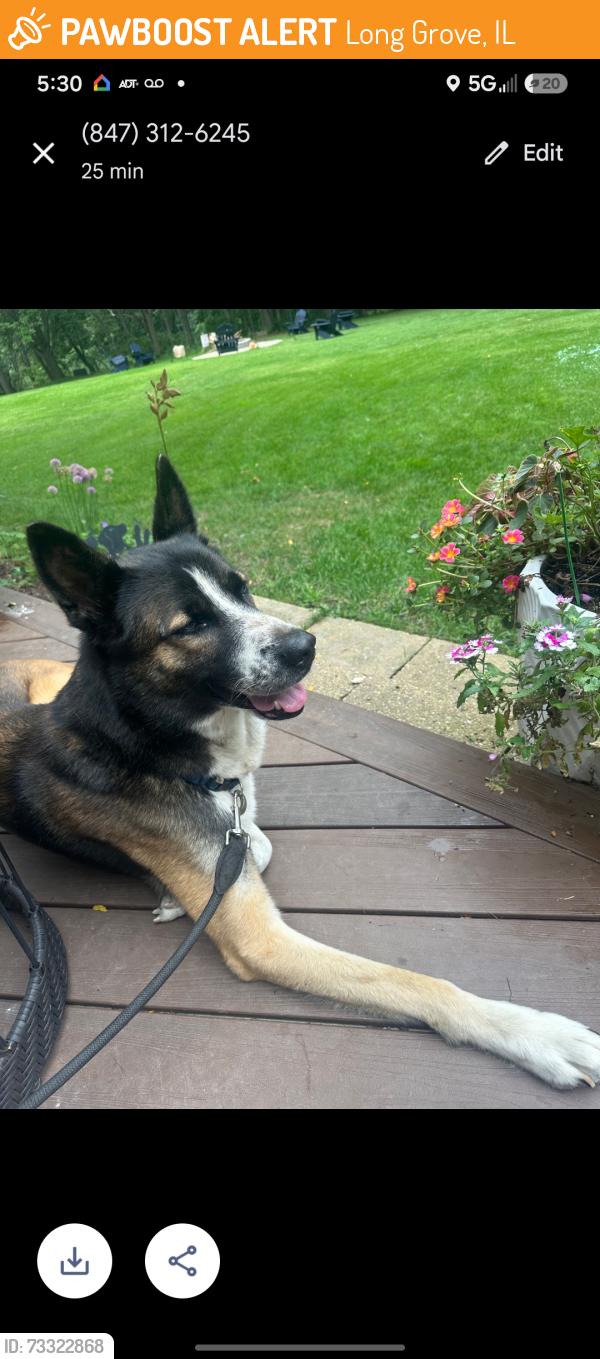 Found/Stray Male Dog last seen Near route 83, Long Grove, IL 60089