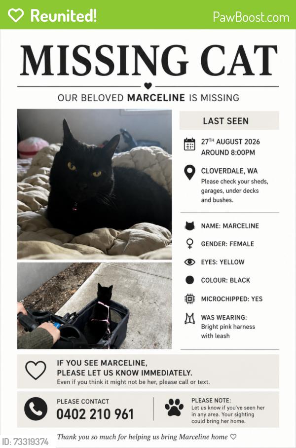 Reunited Female Cat last seen Orpington st, Cloverdale, WA 6105