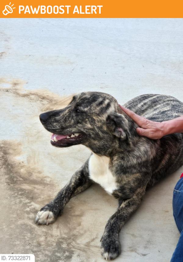 Found/Stray Female Dog last seen Mountain View Dr and Adams St, Chattanooga Valley, GA 30725
