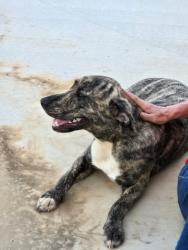 Found/Stray Female Dog last seen Mountain View Dr and Adams St, Chattanooga Valley, GA 30725