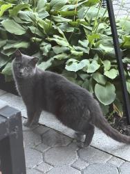 Reunited Male Cat last seen Near Rolling Ln, Levittown, NY 11756, USA, Levittown, NY 11756