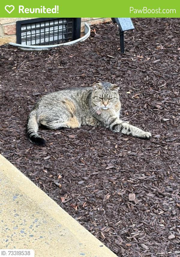 Reunited Female Cat last seen Dominion Drive, Waynesboro, VA 22980