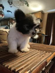 Reunited Female Dog last seen Charter oak and Douglas Guthrie, Guthrie, OK 73044
